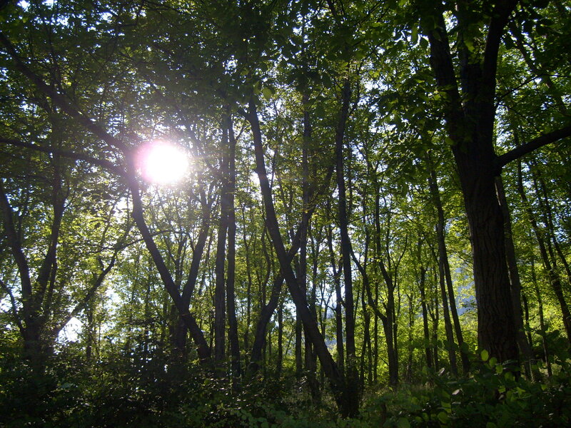 Sunlight Through Forest — Green, Serene, Afternoon, Photograph