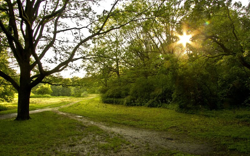 Sunlight Through Forest — Green, Serene, Afternoon, Photograph, Tree