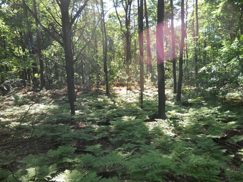 Sunlight Through Forest — Green, Serene, Afternoon, Photograph, Trees, Ferns