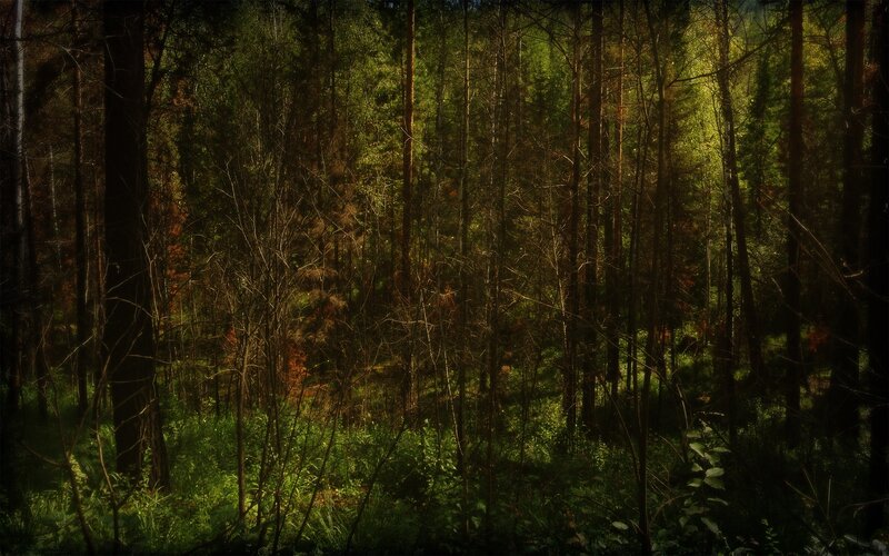 Sunlight Through Forest — Green, Serene, Afternoon, Photograph, Trees, Foliage