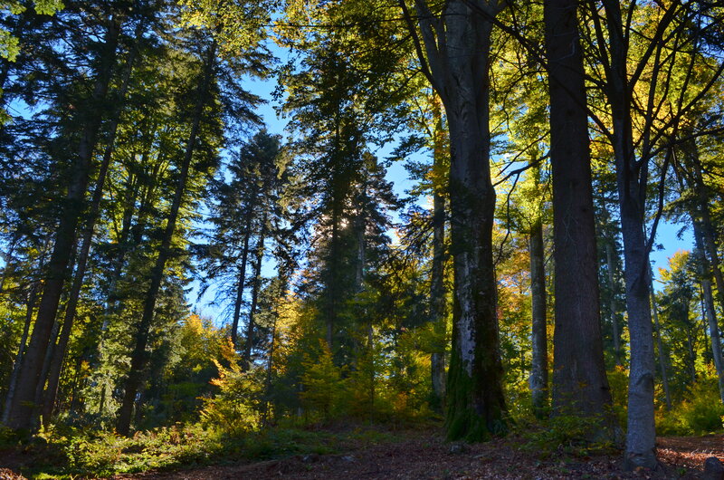Sunlight Through Forest — Green, Serene, Afternoon, Photograph, Trees, Forest Floor