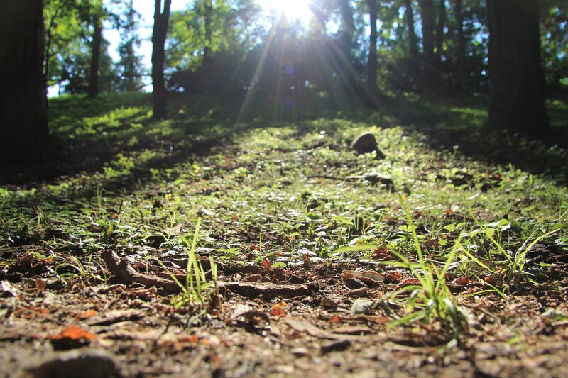 Sunlight Through Forest — Green, Serene, Afternoon, Photograph, Trees, Grass, Leaves