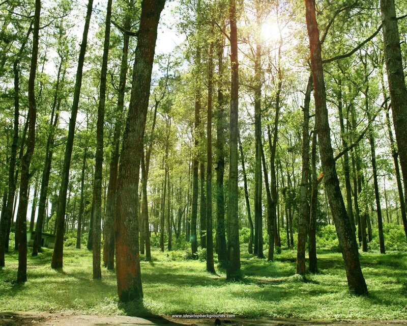 Sunlight Through Forest — Green, Serene, Afternoon, Photograph, Trees, Grass, Sun, Brown