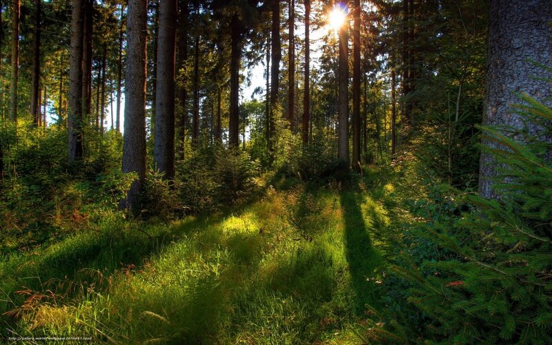 Sunlight Through Forest — Green, Serene, Afternoon, Photograph, Trees, Grass, Sun