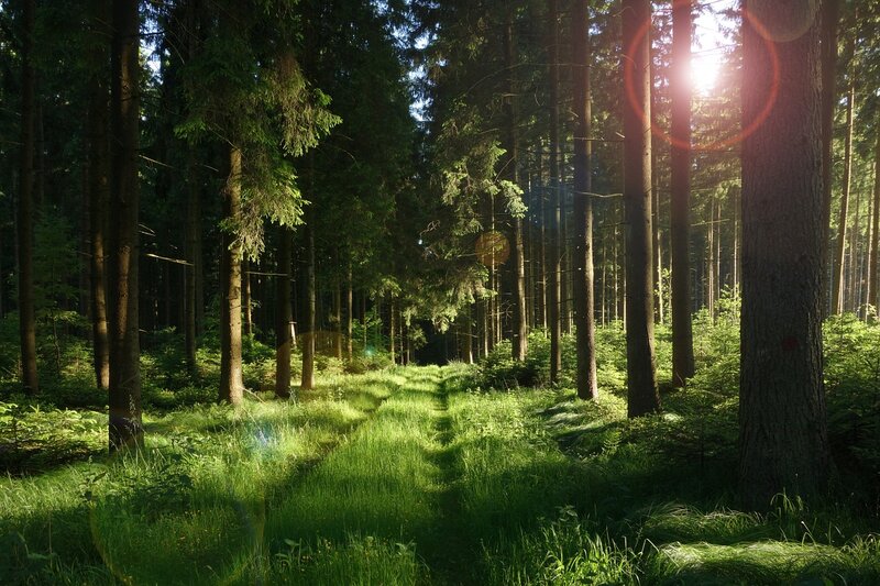 Sunlight Through Forest — Green, Serene, Afternoon, Photograph, Trees, Grass