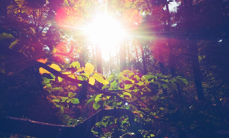 Sunlight Through Forest — Green, Serene, Afternoon, Photograph, Trees, Leaves, Sun, Yellow