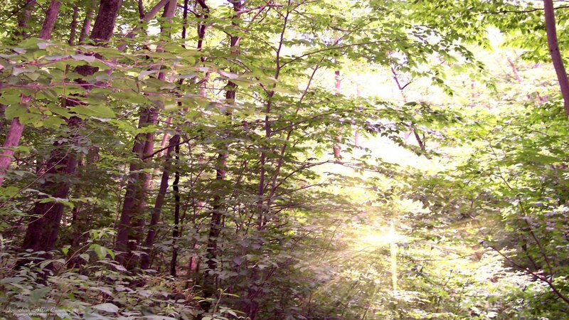 Sunlight Through Forest — Green, Serene, Afternoon, Photograph, Trees, Leaves, Yellow, Brown