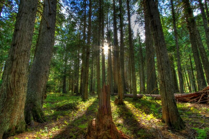 Sunlight Through Forest — Green, Serene, Afternoon, Photograph, Trees, Moss