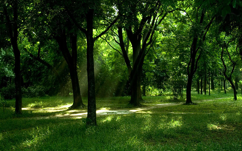 Sunlight Through Forest — Green, Serene, Afternoon, Photograph, Trees, Path, Grass