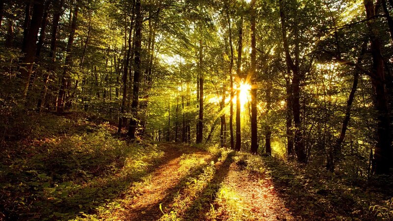 Sunlight Through Forest — Green, Serene, Afternoon, Photograph, Trees, Path, Sun