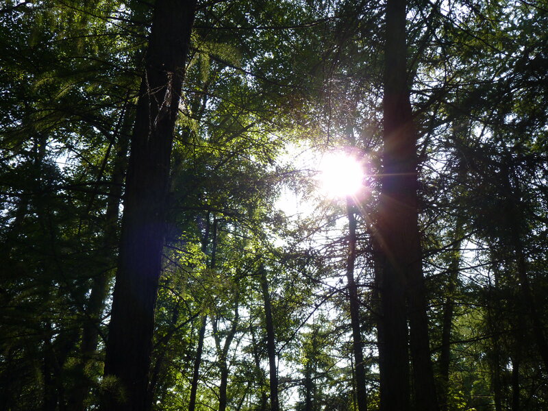 Sunlight Through Forest — Green, Serene, Afternoon, Photograph, Trees, Sun