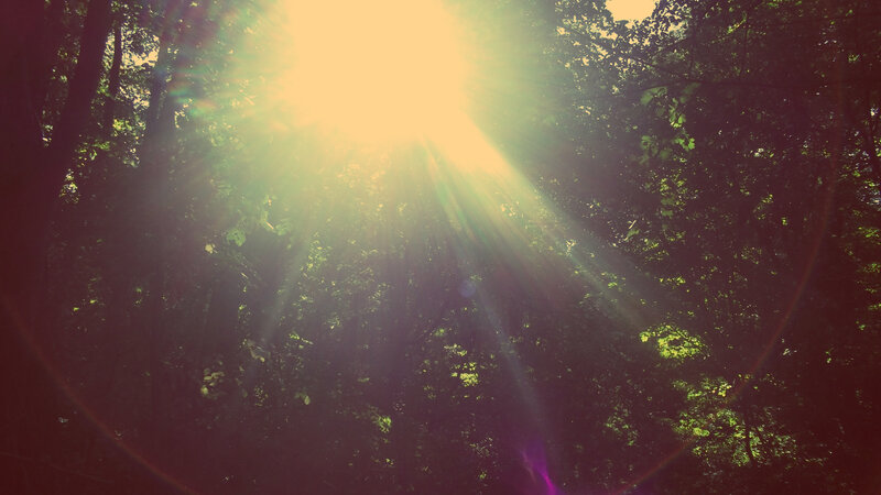 Sunlight Through Forest — Green, Serene, Afternoon, Photograph, Trees, Sunbeams