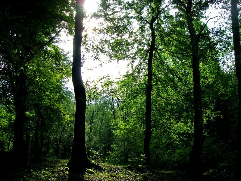 Sunlight Through Forest — Green, Serene, Afternoon, Photograph, Trees