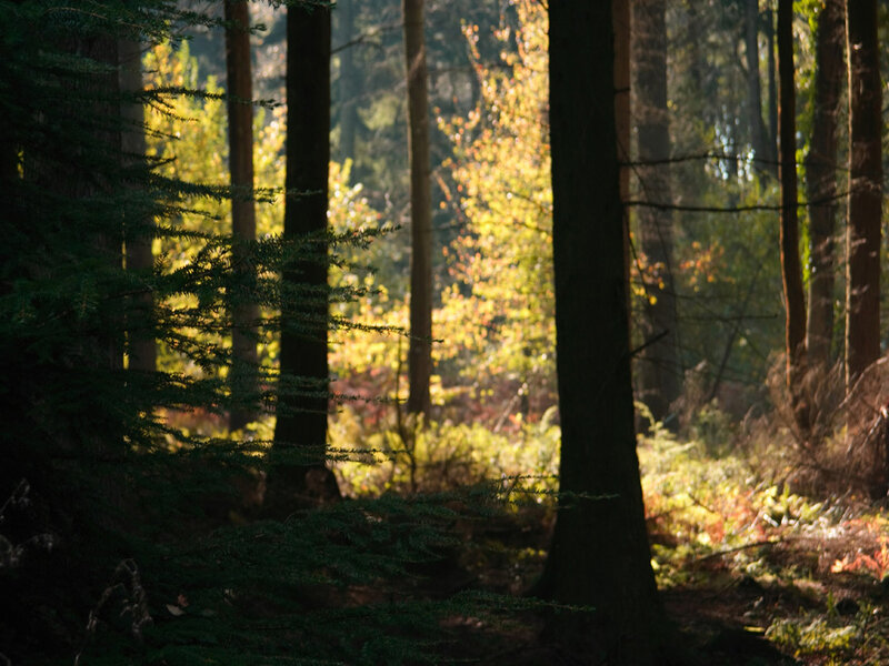 Sunlight Through Forest — Green, Serene, Afternoon, Photograph, Trees, Yellow