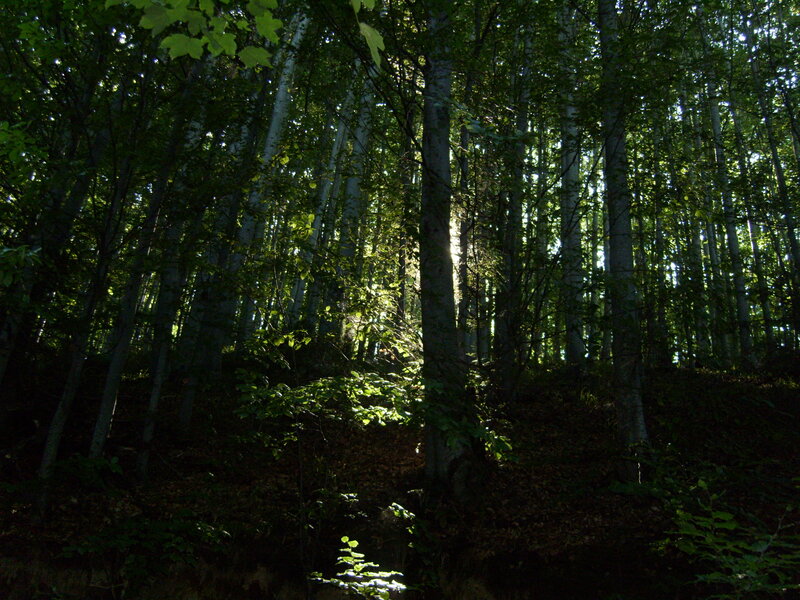 Sunlight Through Forest — Green, Serene, Afternoon