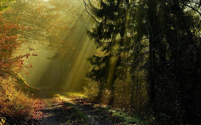 Sunlight Through Forest — Green, Serene, Autumn, Photograph, Path