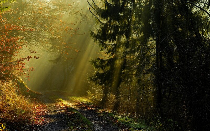 Sunlight Through Forest — Green, Serene, Autumn, Photograph, Path, Trees