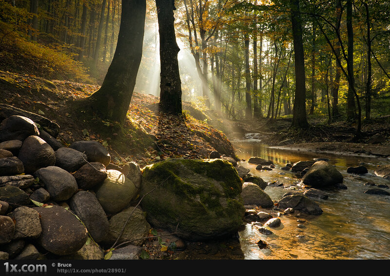 Sunlight Through Forest — Green, Serene, Autumn, Photograph
