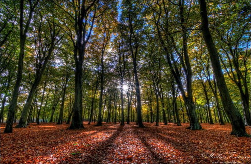 Sunlight Through Forest — Green, Serene, Autumn, Photograph, Trees, Leaves, Sun, Brown