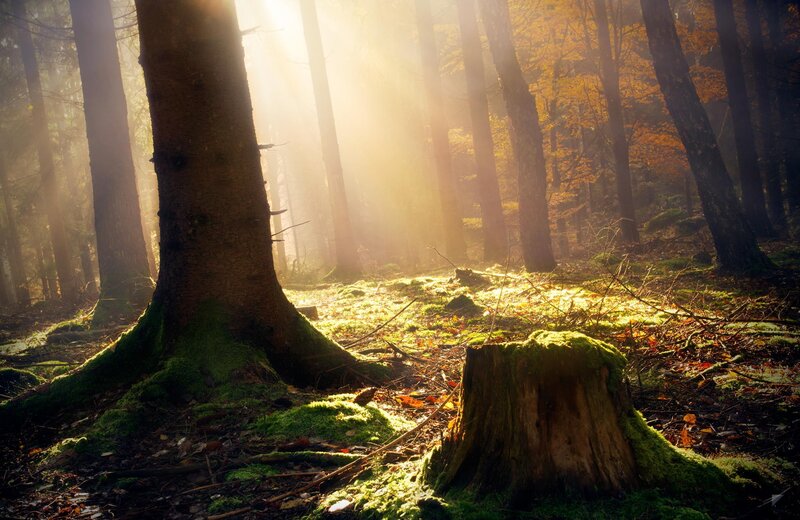 Sunlight Through Forest — Green, Serene, Autumn, Photograph, Trees, Moss, Stump
