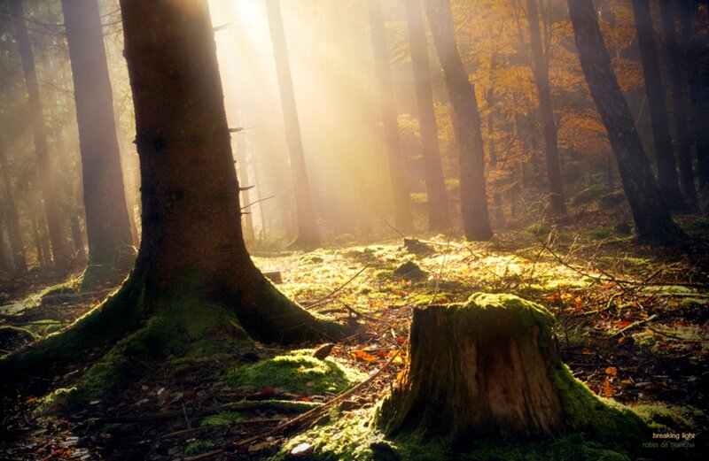 Sunlight Through Forest — Green, Serene, Autumn, Photograph, Trees, Moss