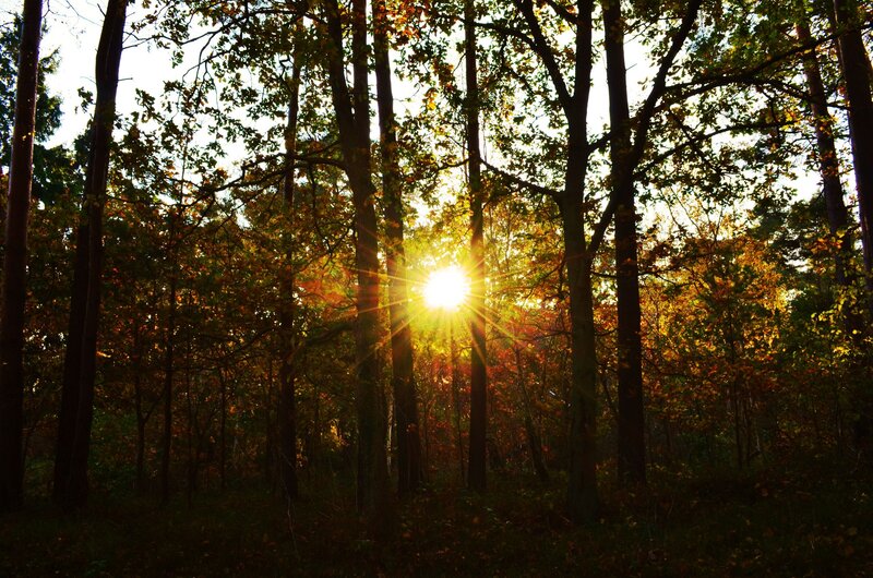 Sunlight Through Forest — Green, Serene, Autumn, Photograph, Trees, Sun