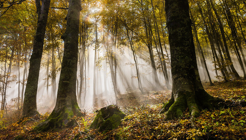 Sunlight Through Forest — Green, Serene, Autumn, Photograph, Trees