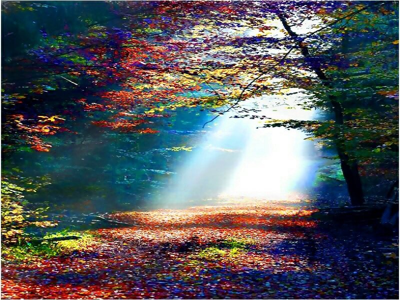 Sunlight Through Forest — Green, Serene, Autumn
