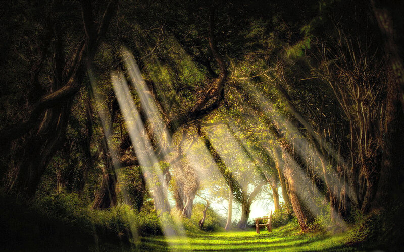 Sunlight Through Forest — Green, Serene, Morning, Digital Art, Trees, Bench