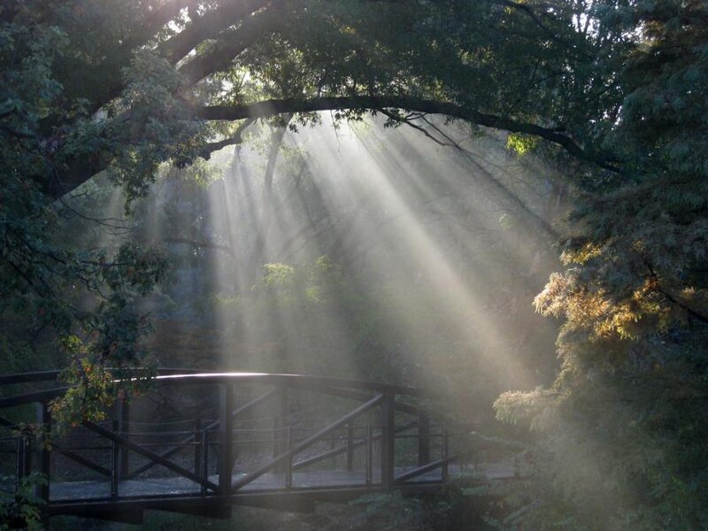 Sunlight Through Forest — Green, Serene, Morning, Photograph, Bridge
