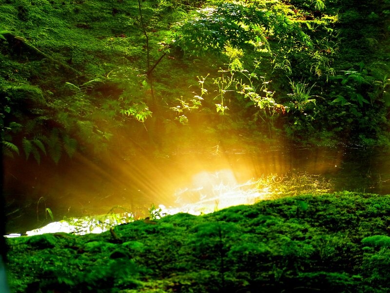 Sunlight Through Forest — Green, Serene, Morning, Photograph, Moss