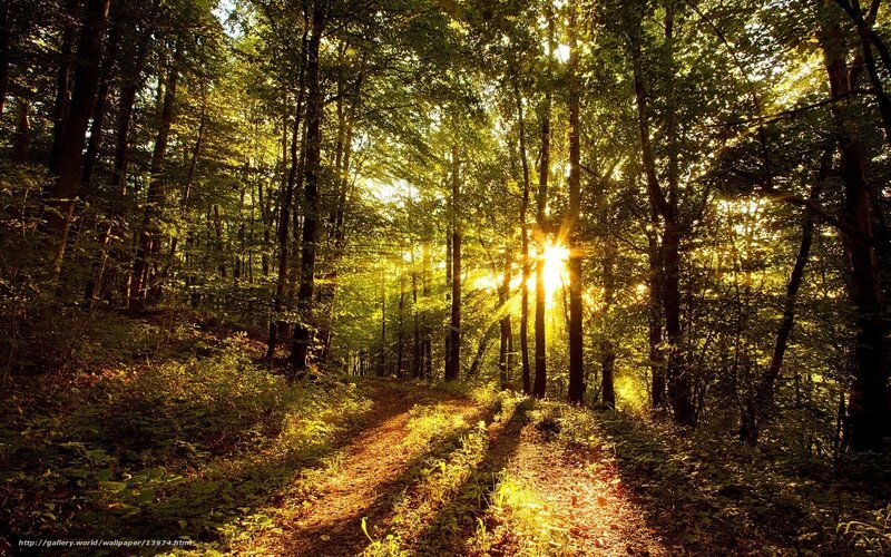 Sunlight Through Forest — Green, Serene, Morning, Photograph, Path