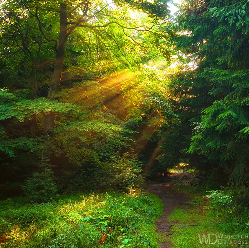 Sunlight Through Forest — Green, Serene, Morning, Photograph, Path, Trees, Grass
