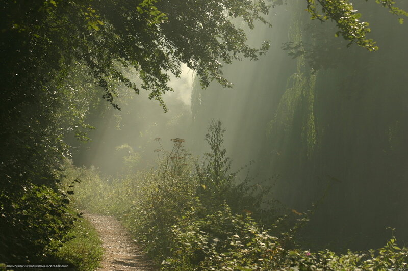 Sunlight Through Forest — Green, Serene, Morning, Photograph, Path, Trees, Mist
