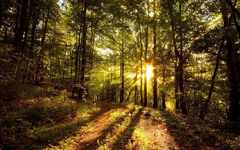 Sunlight Through Forest — Green, Serene, Morning, Photograph, Path, Trees, Sunbeams