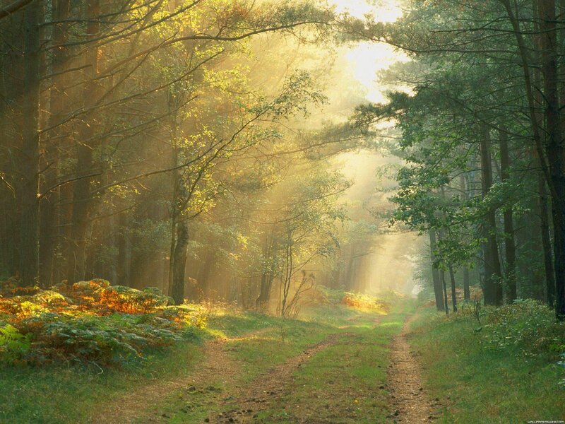Sunlight Through Forest — Green, Serene, Morning, Photograph, Path, Trees