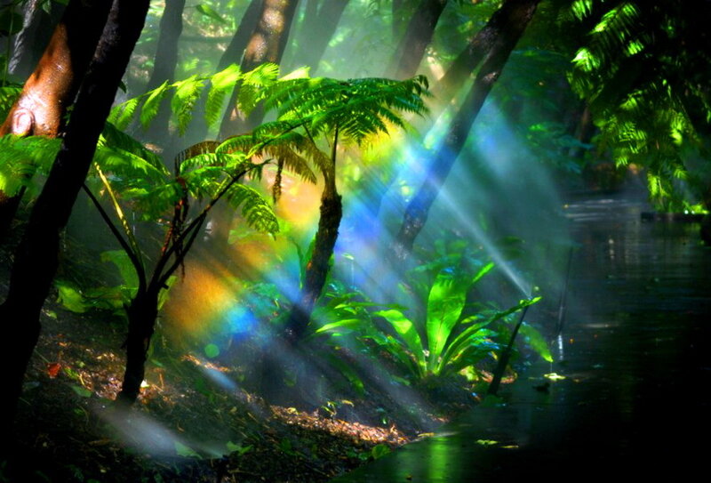 Sunlight Through Forest — Green, Serene, Morning, Photograph, Rainbow