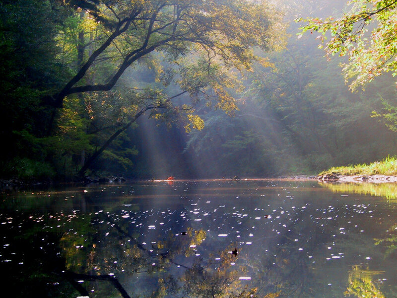 Sunlight Through Forest — Green, Serene, Morning, Photograph, River