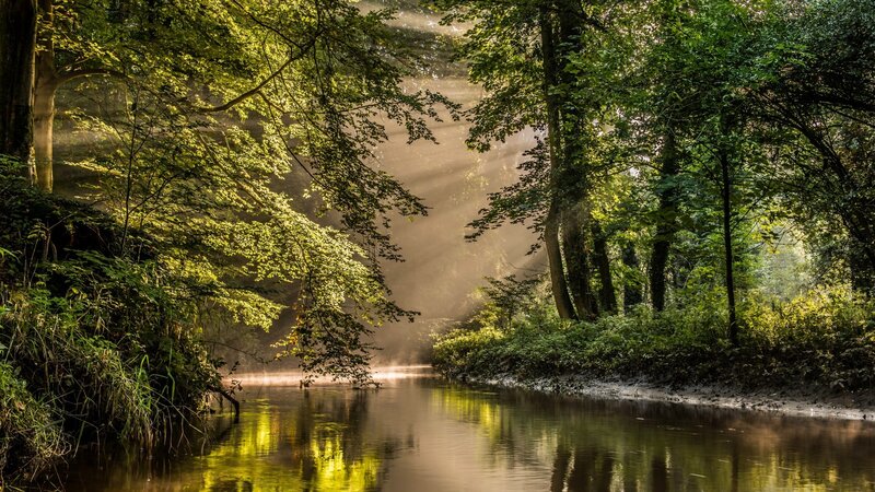 Sunlight Through Forest — Green, Serene, Morning, Photograph, River, Trees, Mist