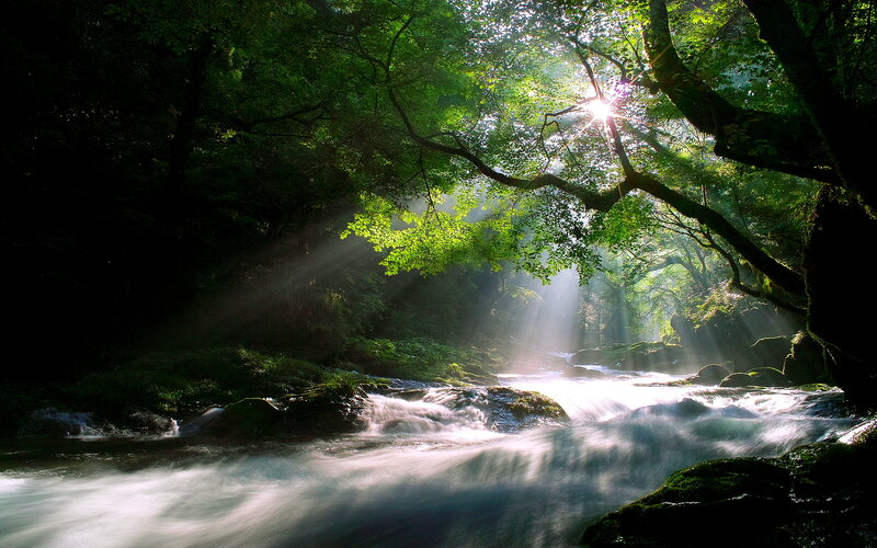 Sunlight Through Forest — Green, Serene, Morning, Photograph, River, Trees