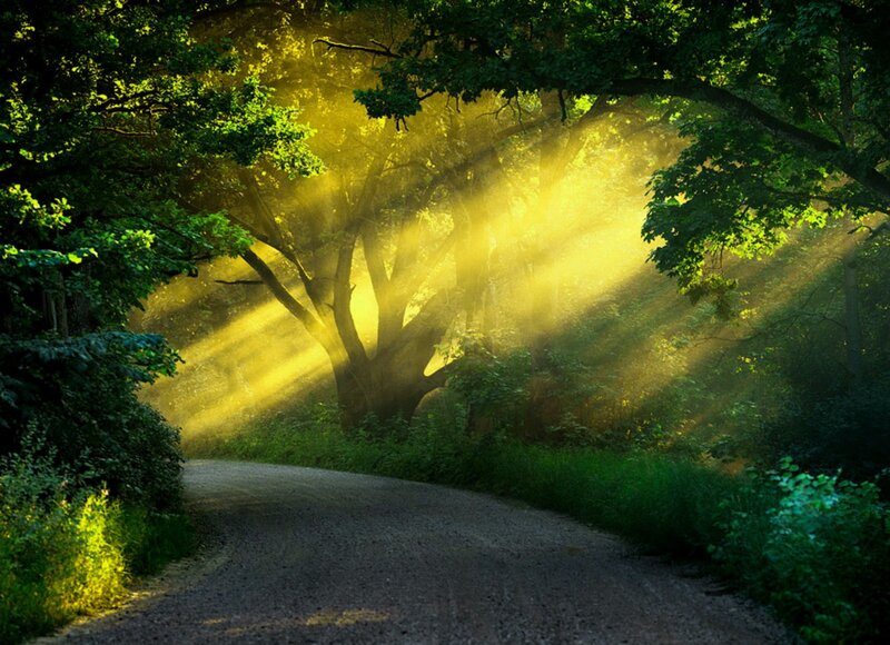 Sunlight Through Forest — Green, Serene, Morning, Photograph, Road