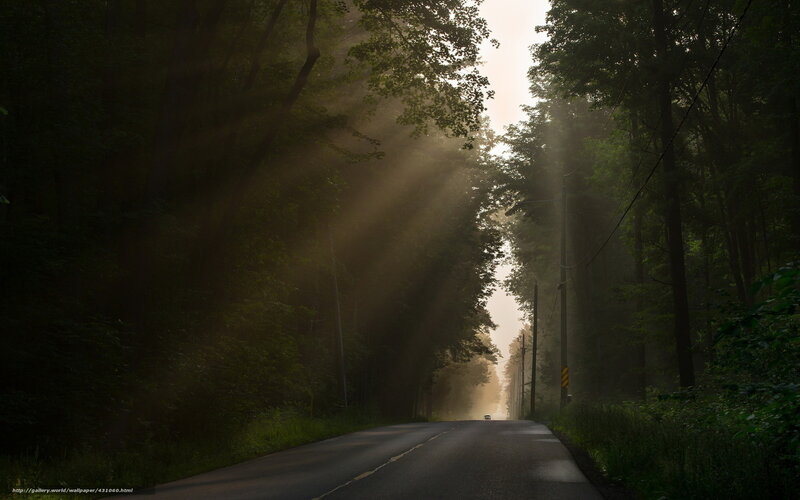 Sunlight Through Forest — Green, Serene, Morning, Photograph, Road, Trees, Car