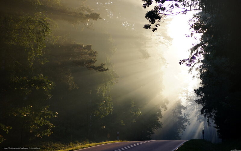 Sunlight Through Forest — Green, Serene, Morning, Photograph, Road, Trees, Fog