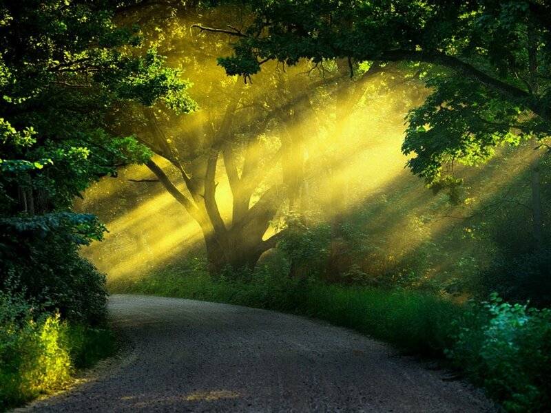Sunlight Through Forest — Green, Serene, Morning, Photograph, Road, Trees, Grass, Yellow