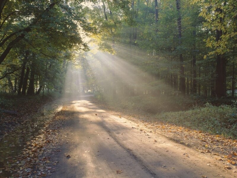 Sunlight Through Forest — Green, Serene, Morning, Photograph, Road, Trees, Leaves, Brown