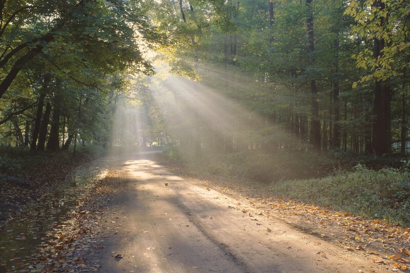 Sunlight Through Forest — Green, Serene, Morning, Photograph, Road, Trees, Leaves