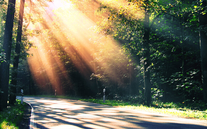 Sunlight Through Forest — Green, Serene, Morning, Photograph, Road, Trees, Sunbeams