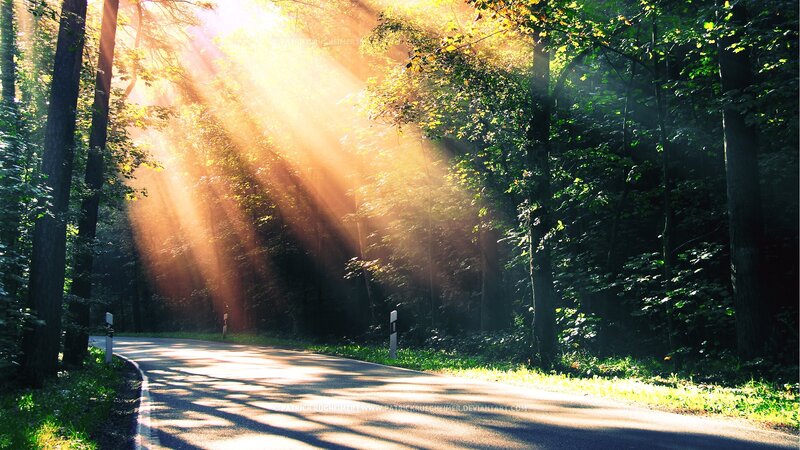 Sunlight Through Forest — Green, Serene, Morning, Photograph, Road, Trees, Sunbeams, Yellow