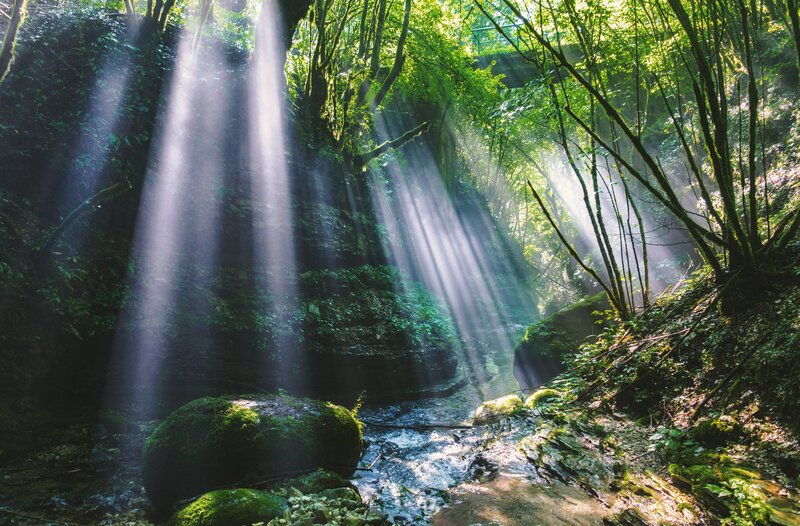 Sunlight Through Forest — Green, Serene, Morning, Photograph, Stream, Moss