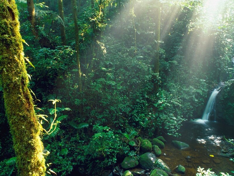 Sunlight Through Forest — Green, Serene, Morning, Photograph, Stream, Moss, Trees